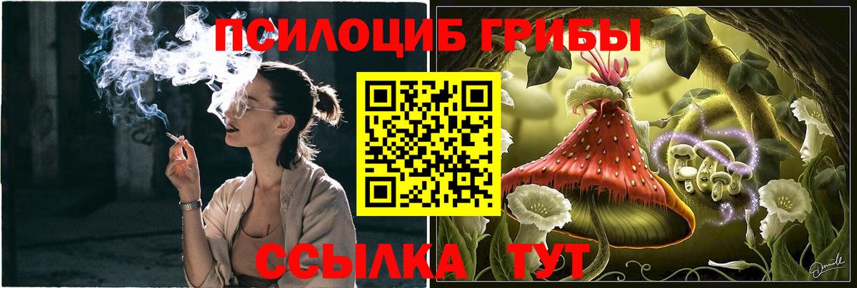 Галлюциногенные грибы Psilocybine cubensis Черногорск